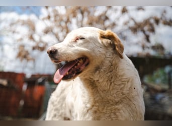 BEAUTY - tolle Hündin sucht ihre Familie