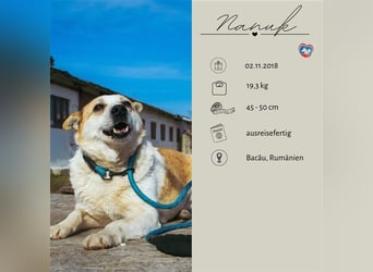 NANUK - sanfter Rüde sucht ein ruhiges Plätzchen