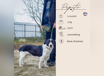 PEPITO - er wartet schon so lange