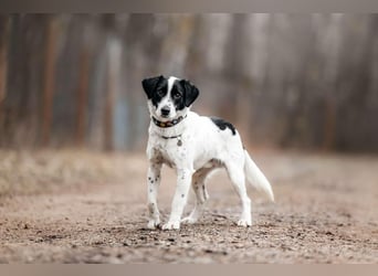 Toller Henry sucht seine Familie