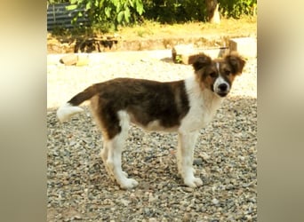 SUSIE - sanfte Schönheit sucht eine Familie