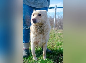 Xanthos - lernwillig & auch schon leinenführig