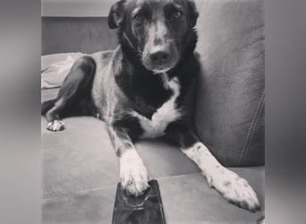 JOY sucht eine Familie