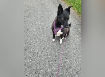 JOY sucht eine Familie