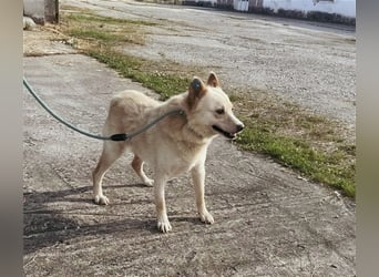 Xanthos - lernwillig & auch schon leinenführig