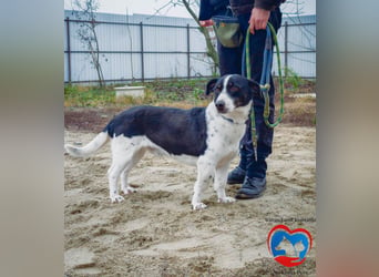PEPITO - er wartet schon so lange