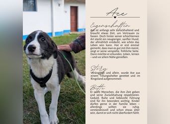 ACE - sanfter Rüde sucht Familie