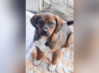 JACK - sanfter Boy sucht Familie zum Kuscheln