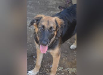 KAYA - süße Kuschelmaus sucht ein Zuhause