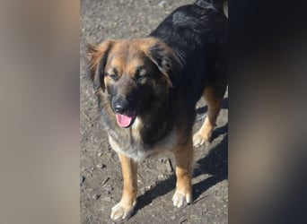 KAYA - süße Kuschelmaus sucht ein Zuhause