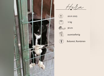 HERA - Zaubermaus sucht ihre Menschen