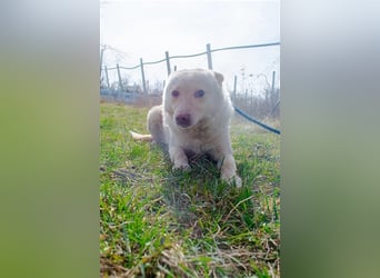 Xanthos - lernwillig & auch schon leinenführig