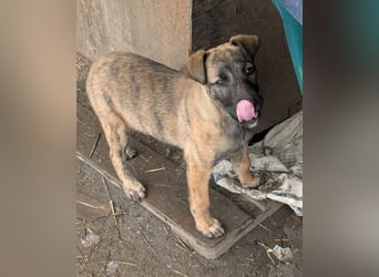 YUKI - süß, sanft, freundlich