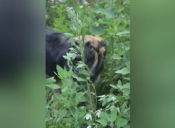KAYA - süße Kuschelmaus sucht ein Zuhause
