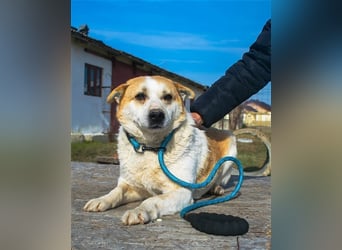 NANUK - sanfter Rüde sucht ein ruhiges Plätzchen