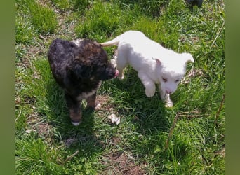 KAYA - süße Kuschelmaus sucht ein Zuhause