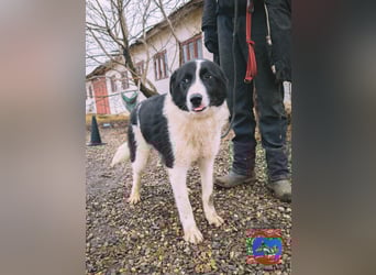 ACE - sanfter Rüde sucht Familie