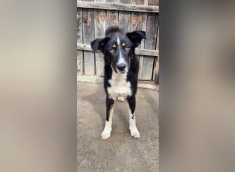 ZEN - der Junge, der sein Glück sucht