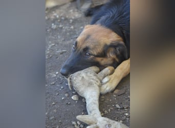 KAYA - süße Kuschelmaus sucht ein Zuhause