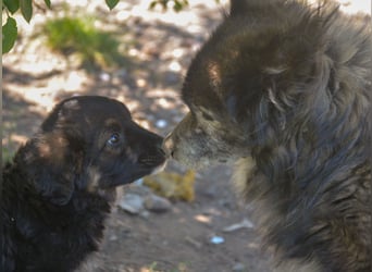 KAYA - süße Kuschelmaus sucht ein Zuhause