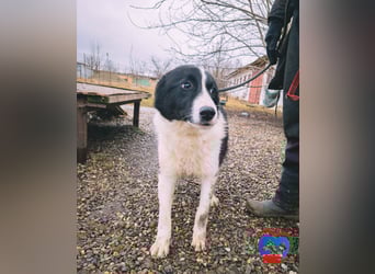 ACE - sanfter Rüde sucht Familie