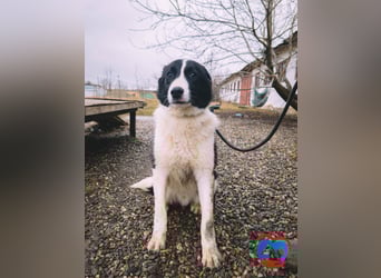 ACE - sanfter Rüde sucht Familie