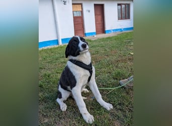 ACE - sanfter Rüde sucht Familie