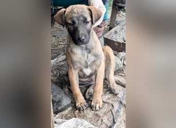 YUKI - süß, sanft, freundlich