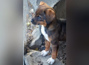 JACK - sanfter Boy sucht Familie zum Kuscheln