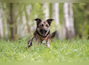 Verschmuste Birma sucht ruhiges Zuhause