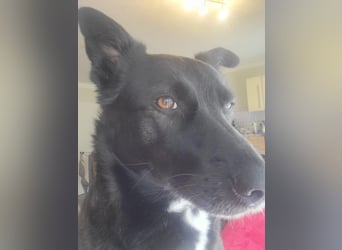 JOY sucht eine Familie