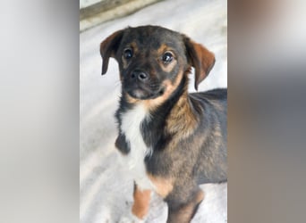 TEDDY - Schmusehund sucht Kuschelkörbchen