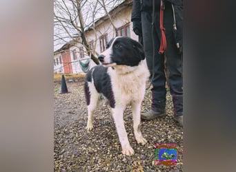 ACE - sanfter Rüde sucht Familie