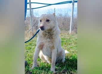 Xanthos - lernwillig & auch schon leinenführig