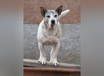 ROGER - seine Hoffnung gibt er nicht auf