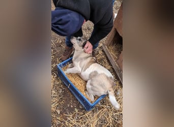 ROGER - seine Hoffnung gibt er nicht auf