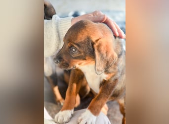 JACK - sanfter Boy sucht Familie zum Kuscheln