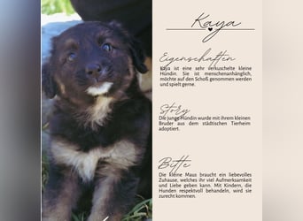 KAYA - süße Kuschelmaus sucht ein Zuhause