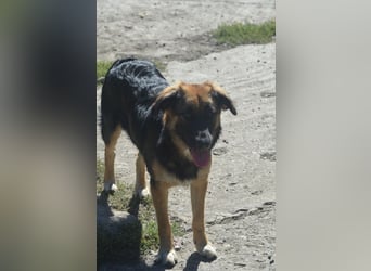 KAYA - süße Kuschelmaus sucht ein Zuhause