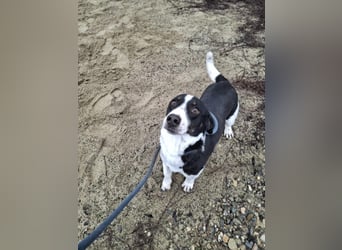 PEPITO - er wartet schon so lange