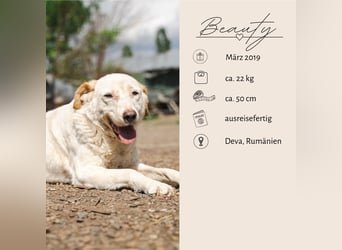 BEAUTY - tolle Hündin sucht ihre Familie