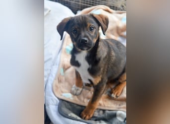 TEDDY - Schmusehund sucht Kuschelkörbchen