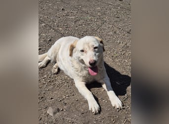 BEAUTY - tolle Hündin sucht ihre Familie