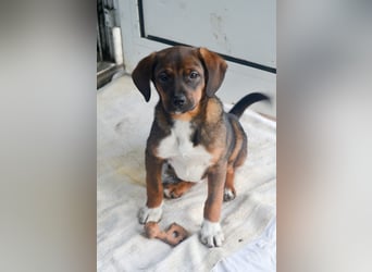 JACK - sanfter Boy sucht Familie zum Kuscheln