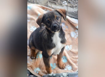 TEDDY - Schmusehund sucht Kuschelkörbchen