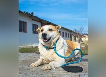 NANUK - sanfter Rüde sucht ein ruhiges Plätzchen