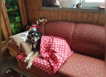 CORA sucht ein liebevolles Zuhause