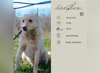 Xanthos - lernwillig & auch schon leinenführig