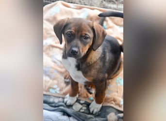 JACK - sanfter Boy sucht Familie zum Kuscheln