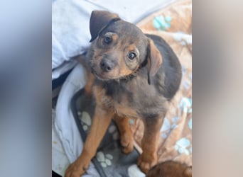 ALEXIS -freundlicher Bub sucht Familie